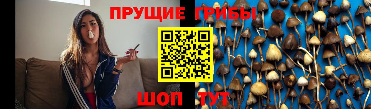 Псилоцибиновые грибы Psilocybe Алейск